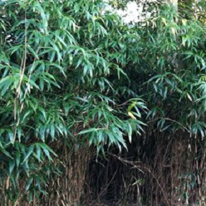 Bamboo