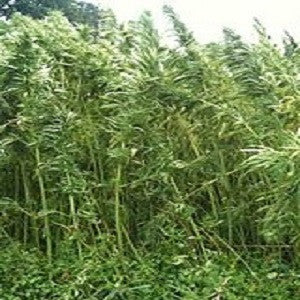 Hemp Clothing